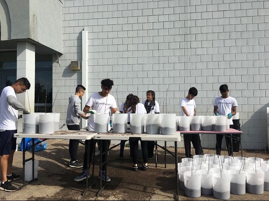 plantforever transplanting trees